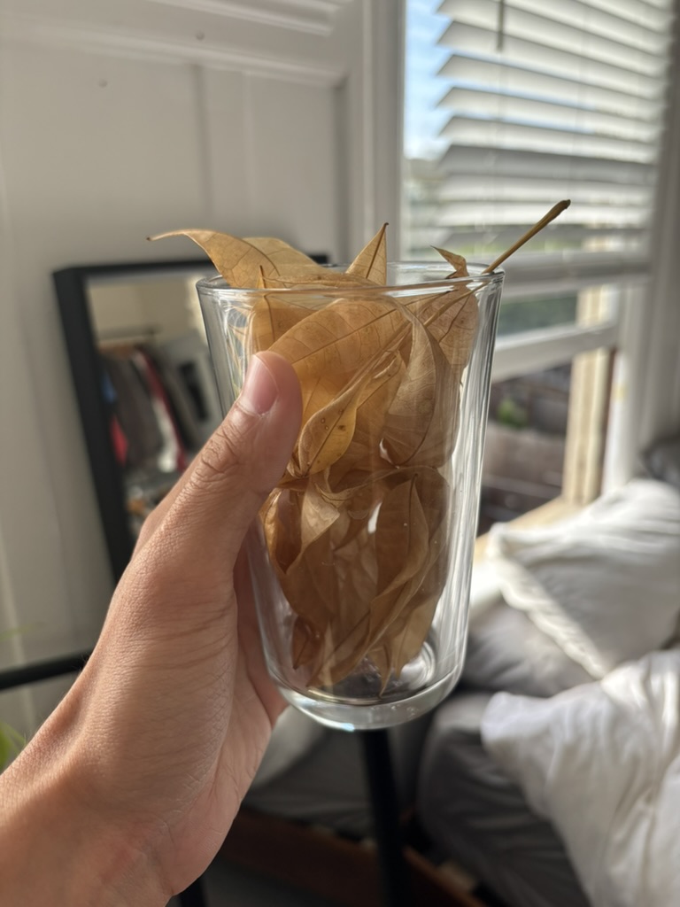 photo of money tree dead leaves