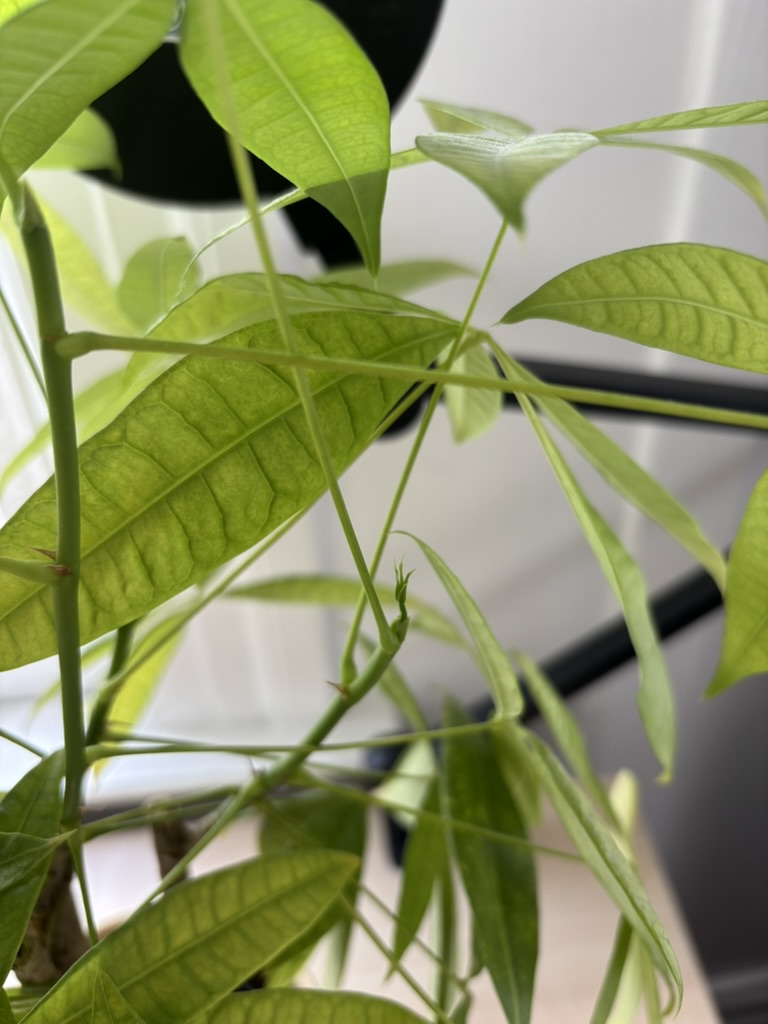 photo of a new sproutling
